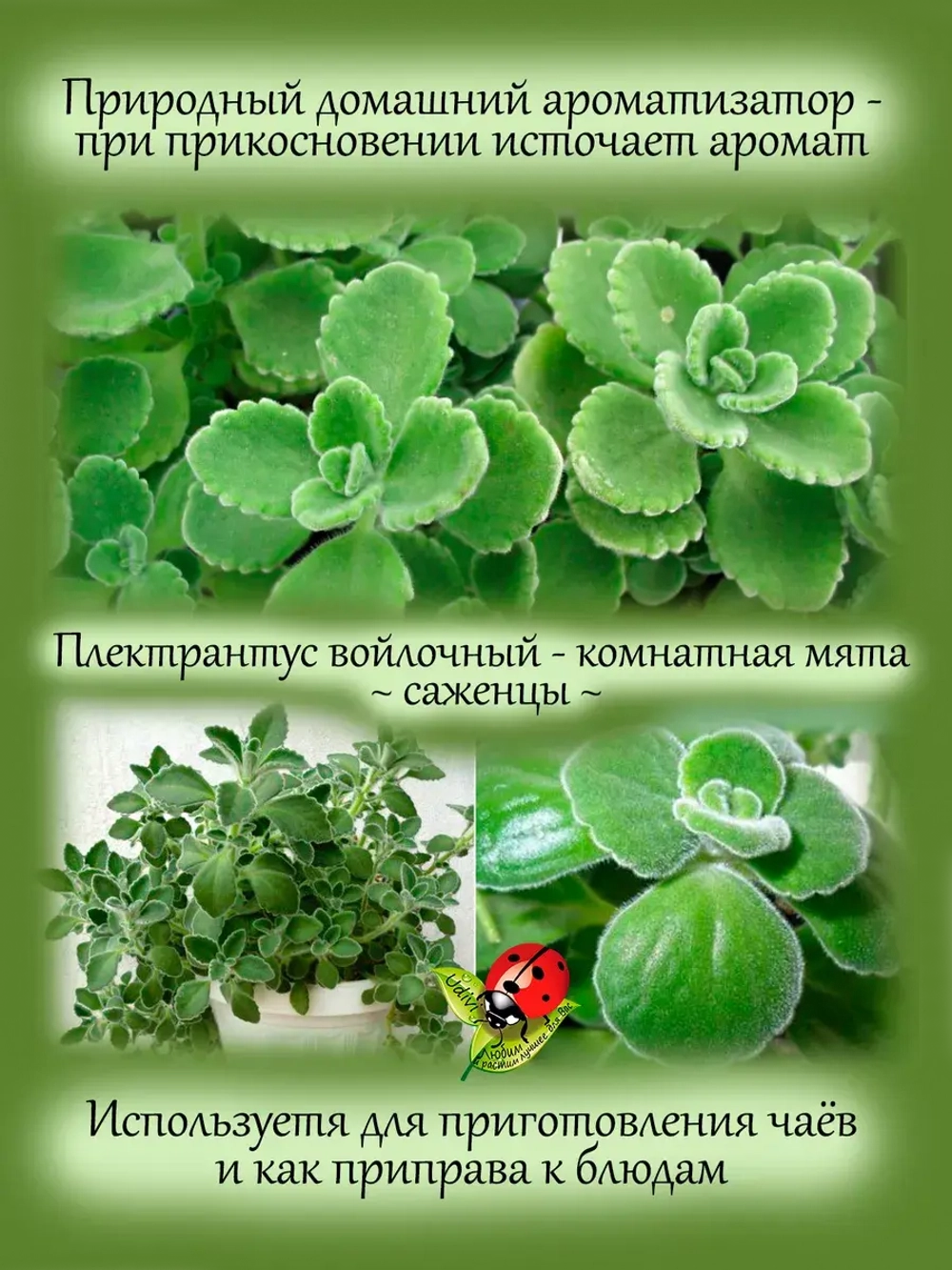 Плектрантус Войлочный комнатная мята