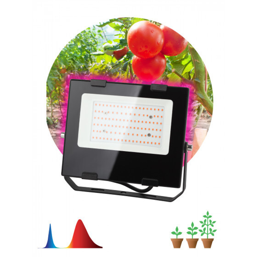Прожектор LED для растений ЭРА FITO-50W-RB  для цветения и плодоношения красно-синего спектра 50 Вт
