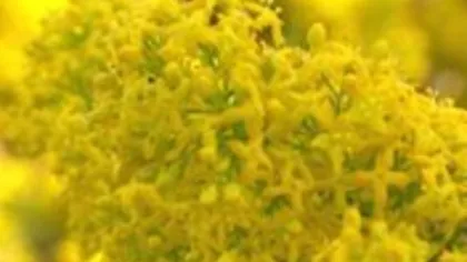 Подмаренник настоящий