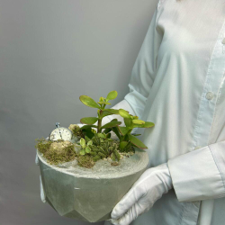 «Секунды для себя» композиция из суккулентов в бетоне