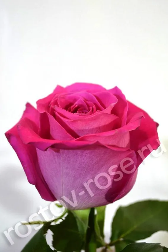 Букет 21 розовая роза (Эквадор)