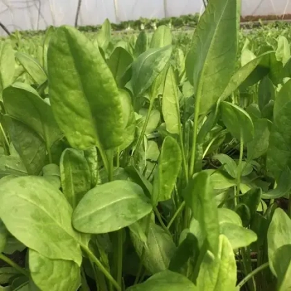 Щавель "О, Батат", 100 г