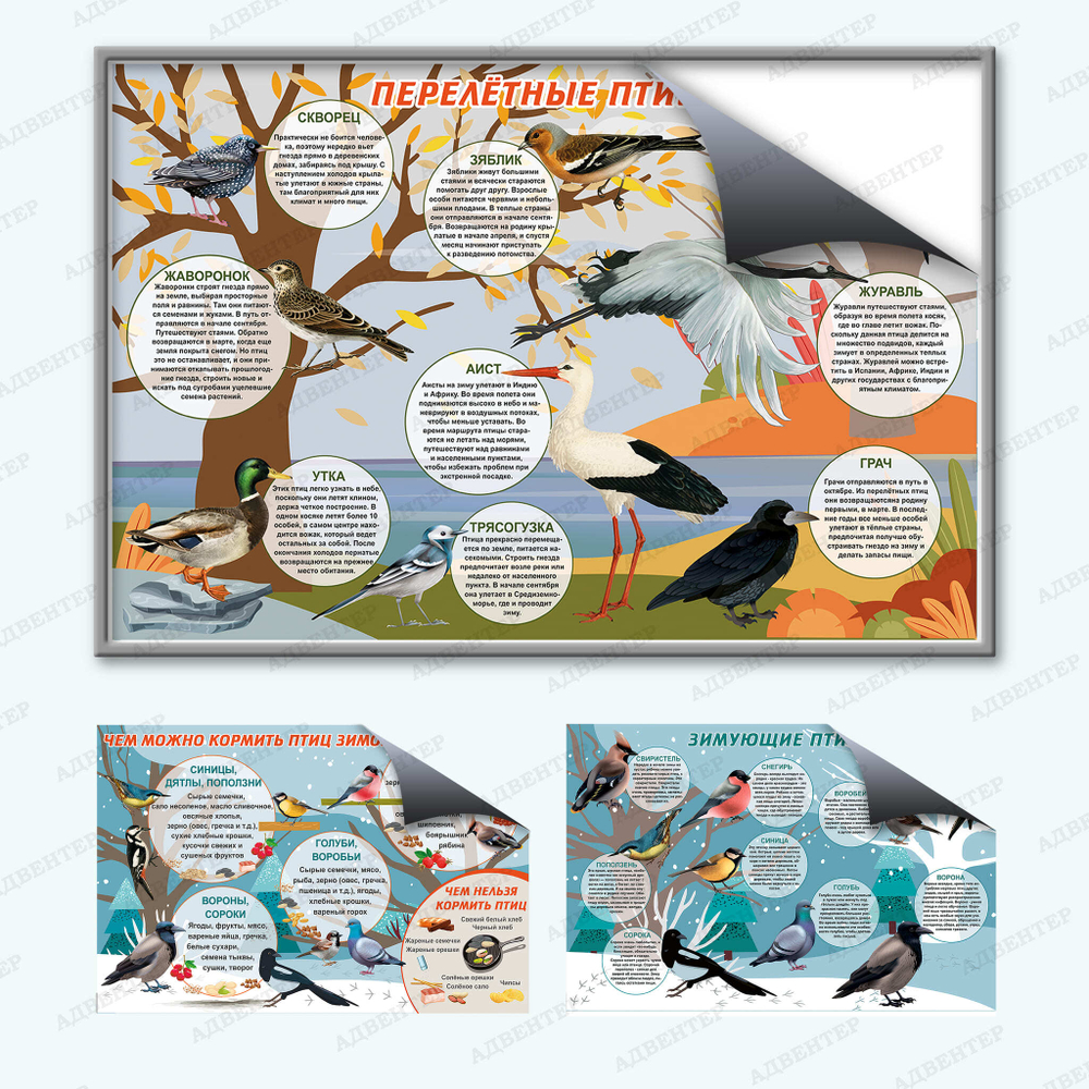 Комплект развивающий Мир птиц: Перелётные птицы, Зимующие птицы, Чем кормить птиц зимой 2155