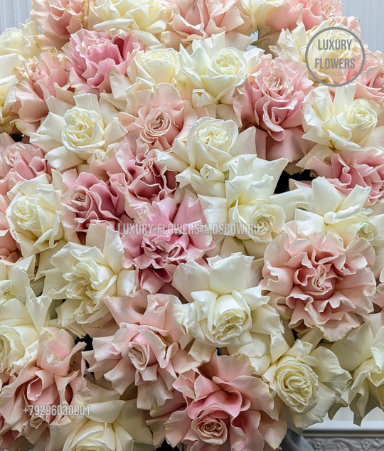 51 французская роза  pinky fog