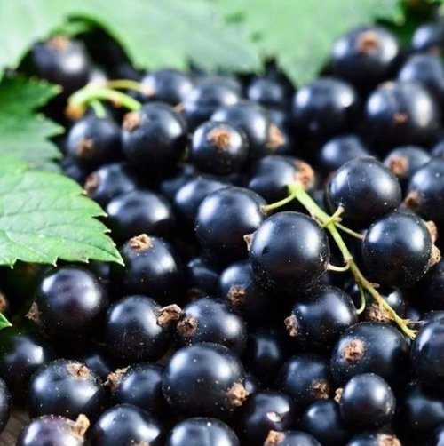 Саженцы смородины черной Изюмная