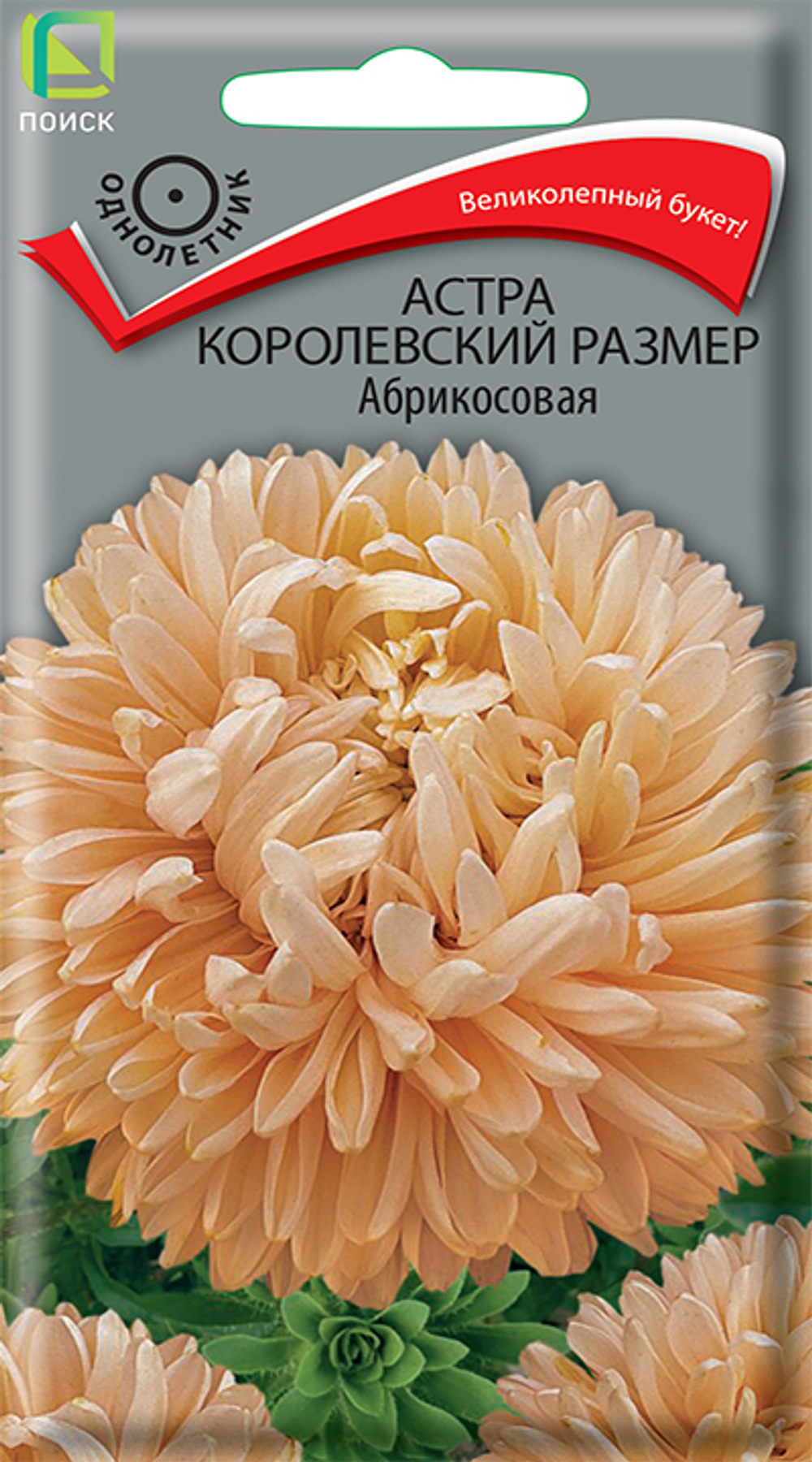 Астра королевский размер Абрикосовая