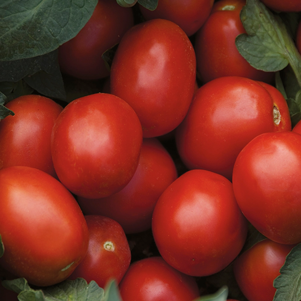 Мицено F1 семена томата процессингового (Syngenta / Сингента)