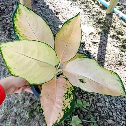 Аглаонема PEACH COCHIN