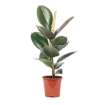 Фикус Эластика (MIX)