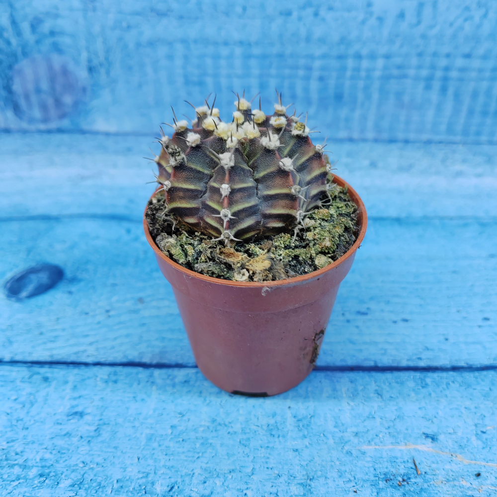 Gymnocalycium Friedrichii (Гимнокалициум)