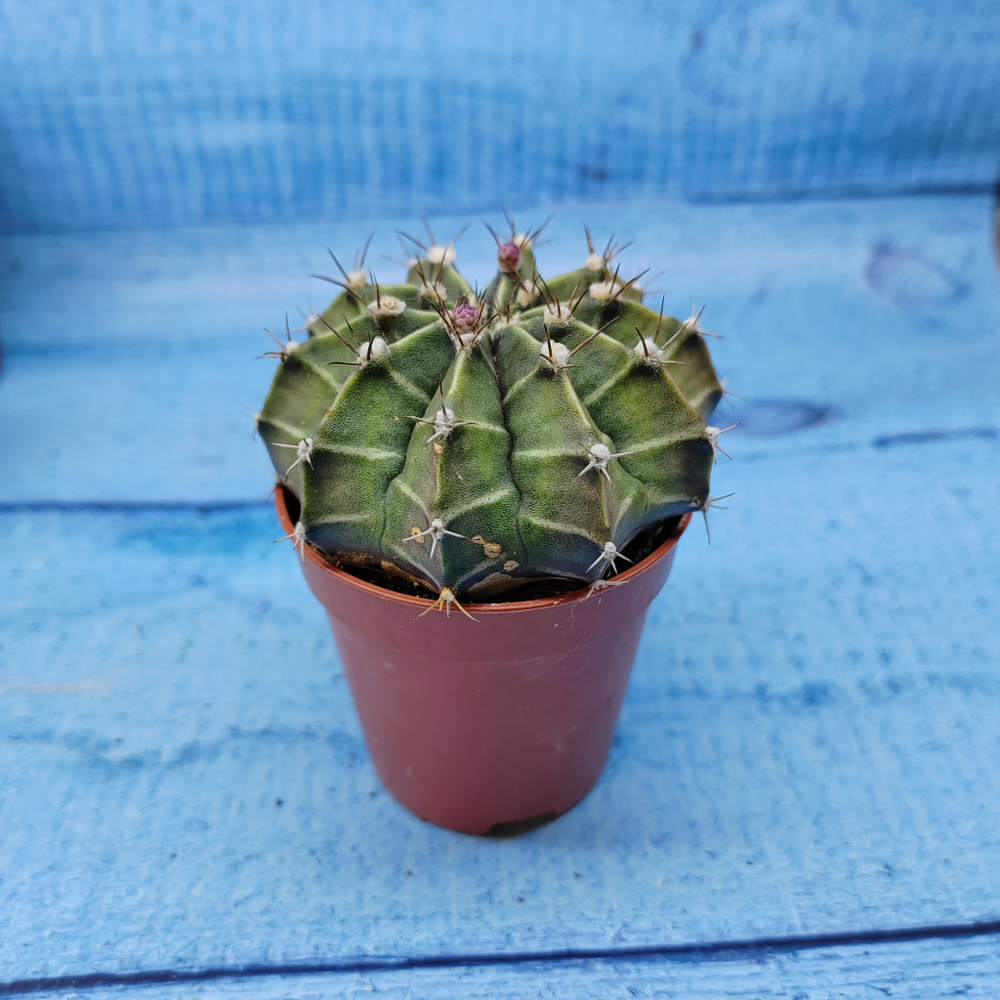 Gymnocalycium Friedrichii (Гимнокалициум)