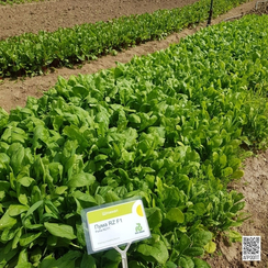 ПУМА F1 семена шпината (Rijk Zwaan | Alexagro)