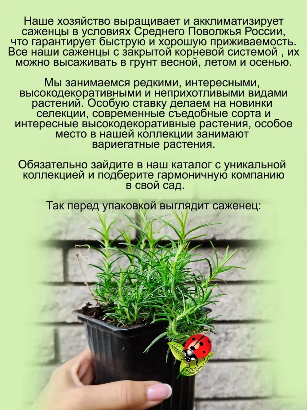 Флокс Эмейзинг Грейс шиловидный почвопокровный