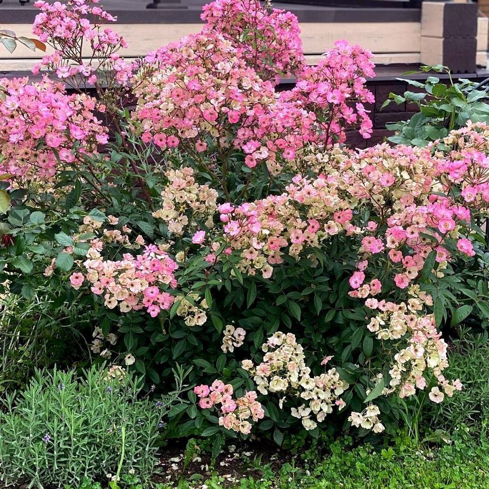 Алден Бизен (Alden Biesen)