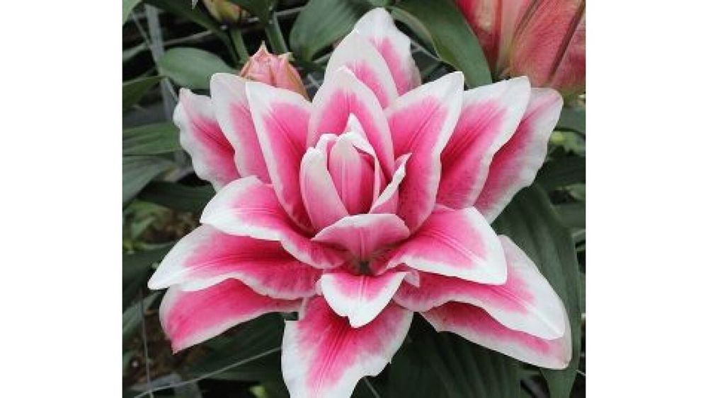 Лилия Роузлилия Олимпия 1 шт размер 18/20 Закупка М67 апрель 2026