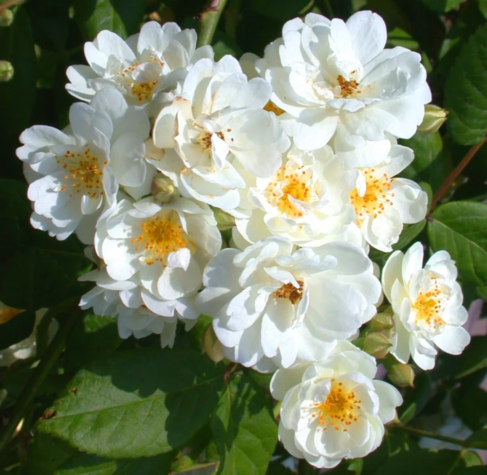 Роза Ватерлоо С7 Закупка М57 июнь 2026