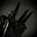 Перья и глаза вОрона