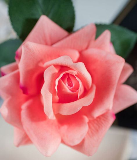 Коралловая роза ароматизированная в черной вазе, Cote Noire