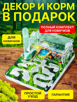 Муравьиная ферма с муравьями в подарок «Стартовая Мох»