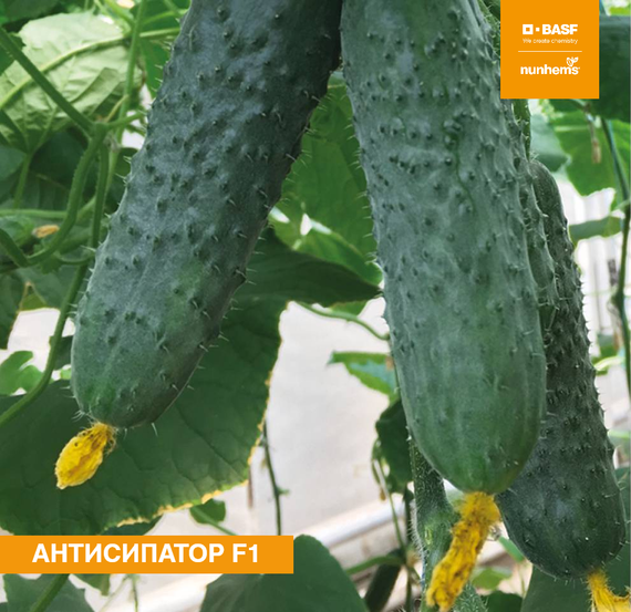 АНТИСИПАТОР F1 семена огурца Nunhems купить – фото 1