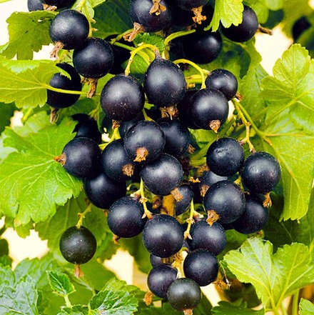 Смородина Сокровище черная