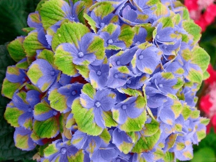 Magical AMETIST BLUE/ Мэджикал АМЕТИСТ БЛЮ (Стандарт поставки Р9)2025г.