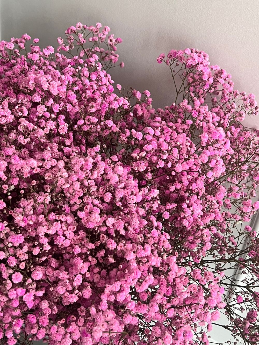 Гипсофила в розовом оттенке