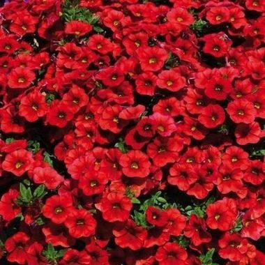 19142 Калибрахоа CALITA RED