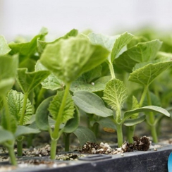 Сфинкс F1 семена подвоя (Rijk Zwaan / Райк Цваан)