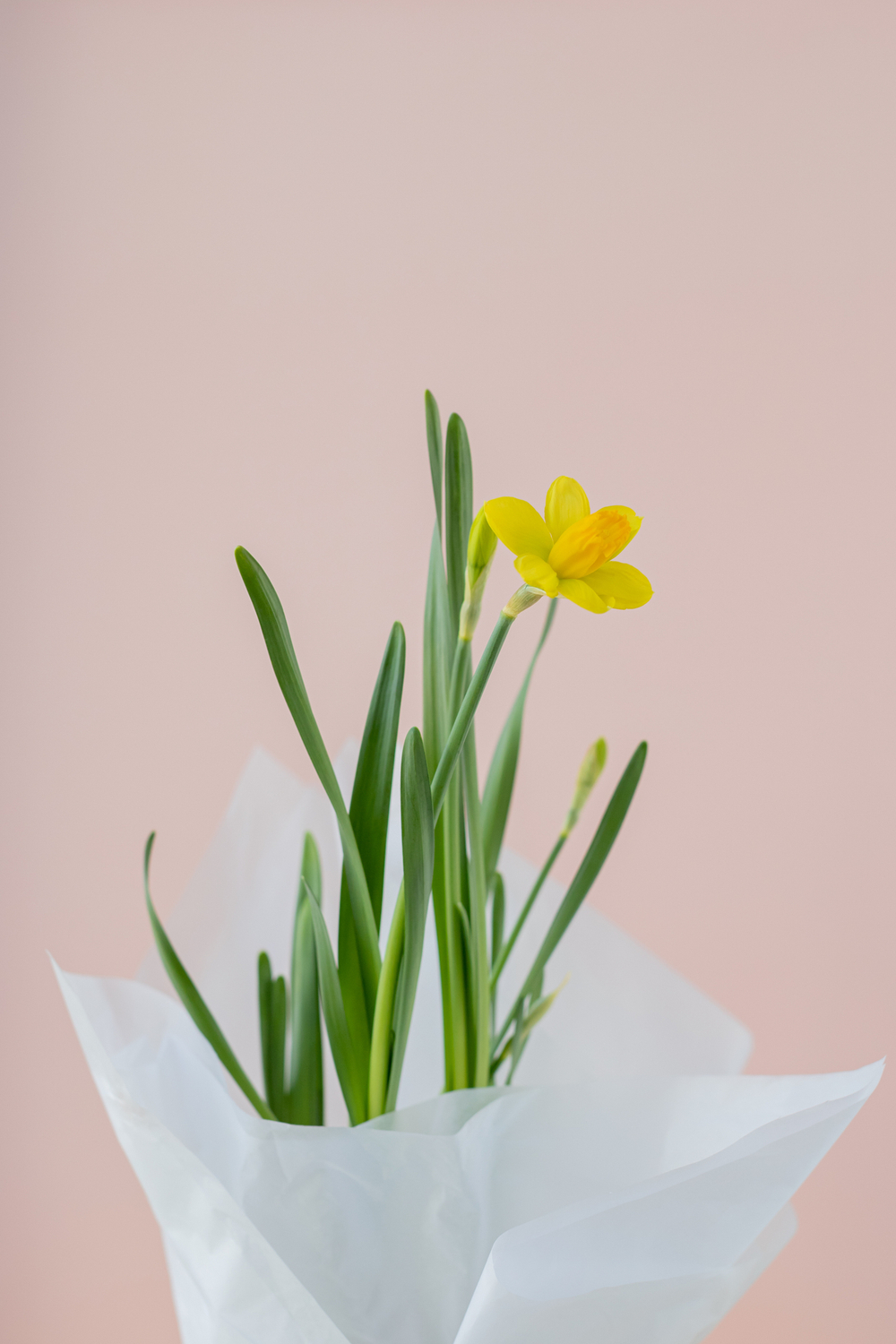 Купить луковичные первоцветы с доставкой онлайн