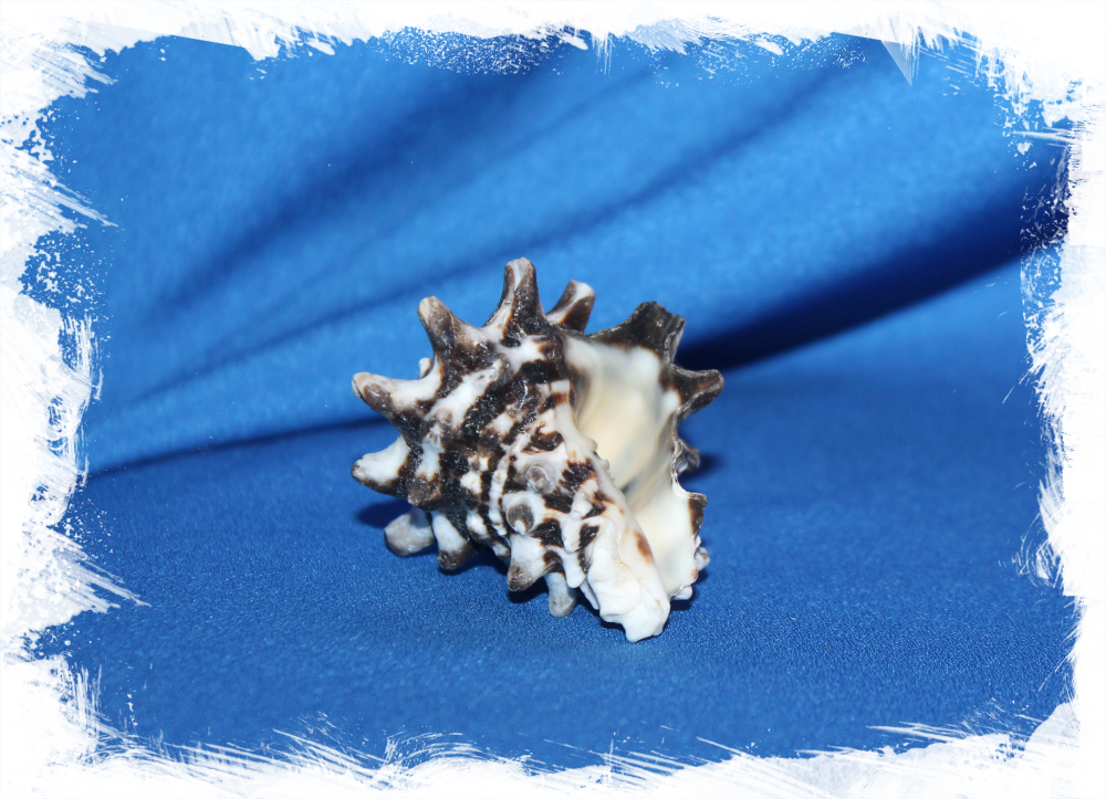 Океаническая раковина Вазум Керамикум, Vasum ceramicum