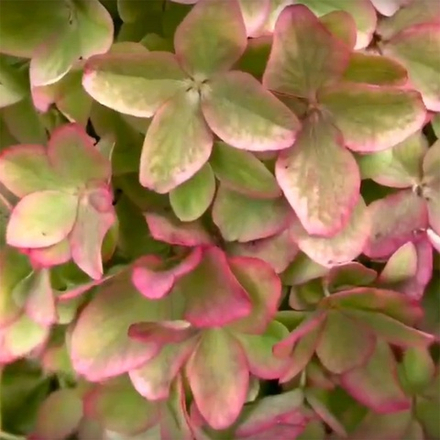 Гортензия метельчатая Металлика в контейнере 0,5л