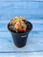 Gymnocalycium Variegata (Гимнокалициум Вариегатный)