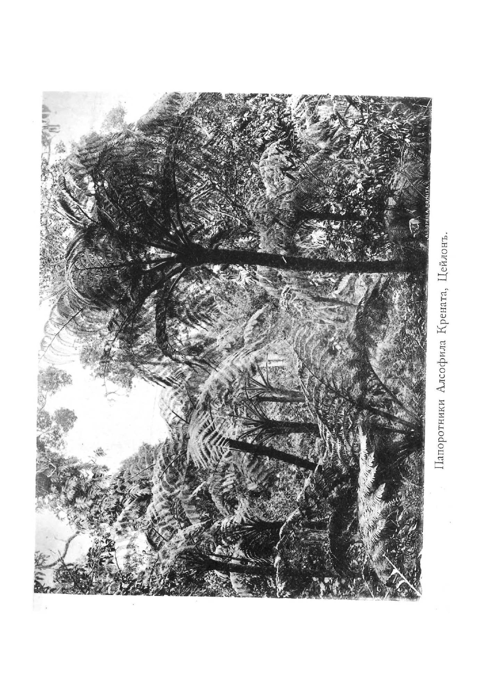 По Индии и Цейлону | Ольга Александровна Щербатова