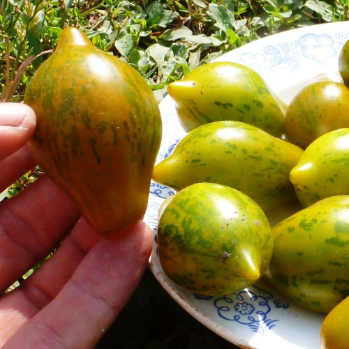 Помидоры Майкл Поллан - Michael Pollan