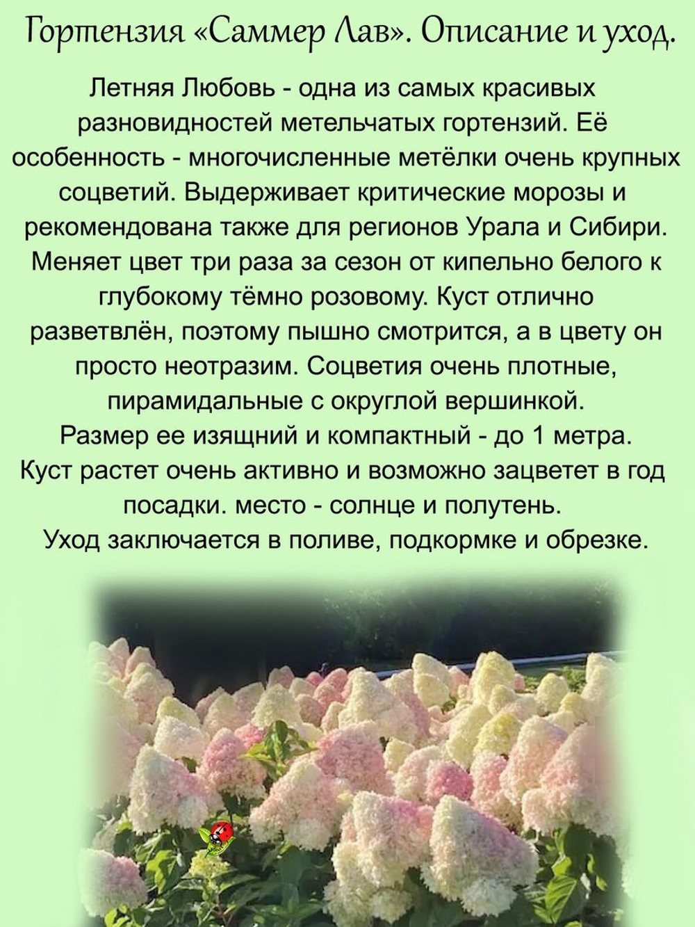 Гортензия Саммер Лав (Летняя Любовь) метельчатая кустарник