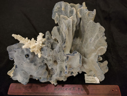 Коралл Голубой 180-270мм