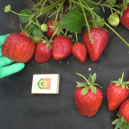 Земляника садовая (клубника) ФЕРНАНДО