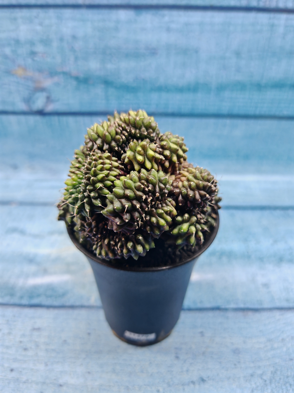 Gymnocalycium Spineless Crested form (Гимнокалициум Кристатный)