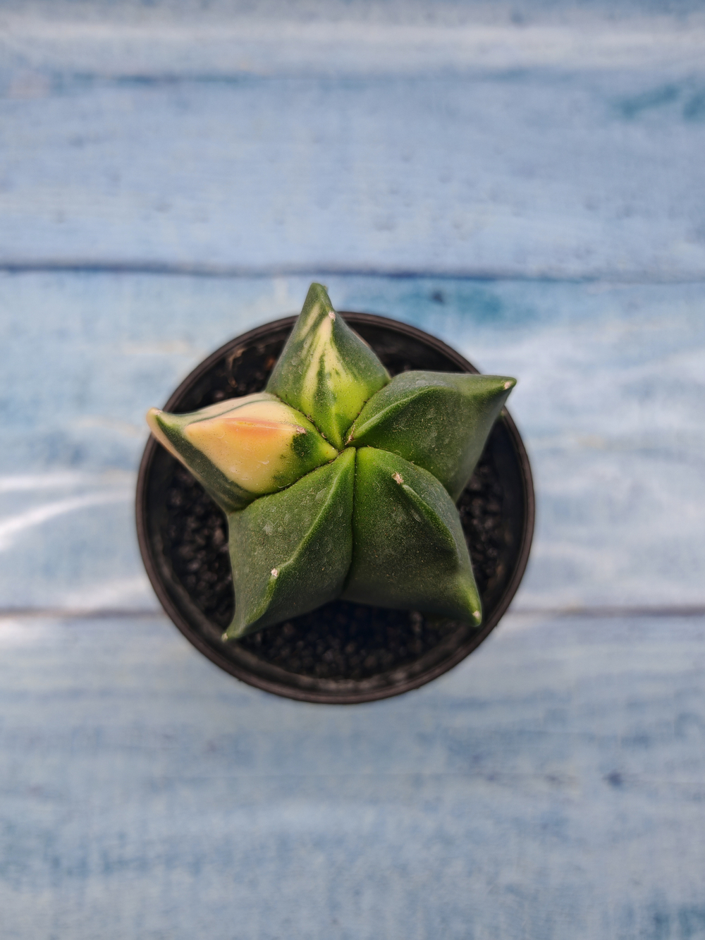 Astrophytum Myriostigma variagate (Астрофитум вариегатный)