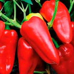 Найс F1 семена перца сладкого (Sakata / Саката)