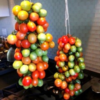 Помидоры Для Зимнего Хранения - Italia Grappoli D'Inverno Tomato