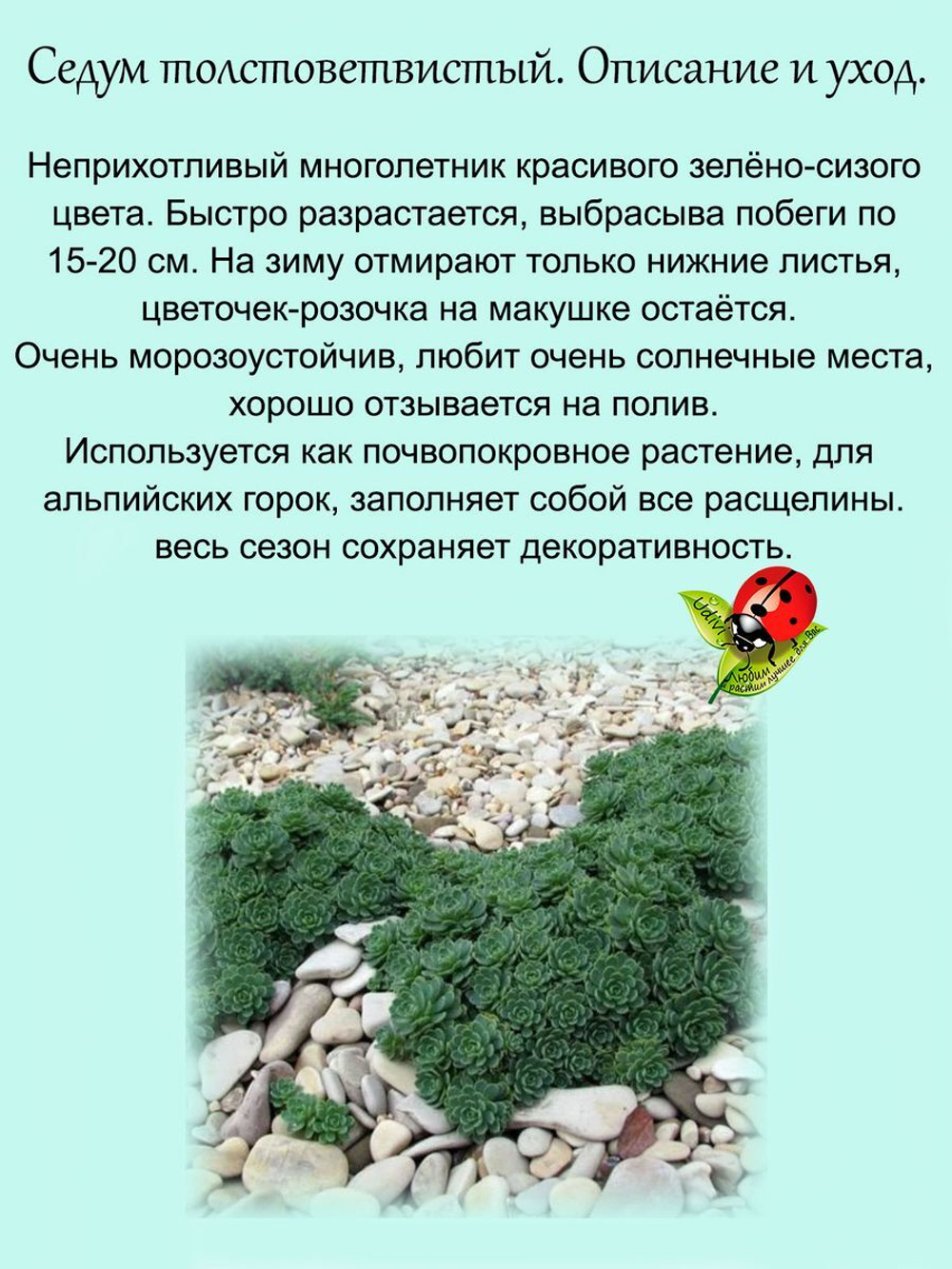 Седум Толстоветвистый очиток почвопокровный