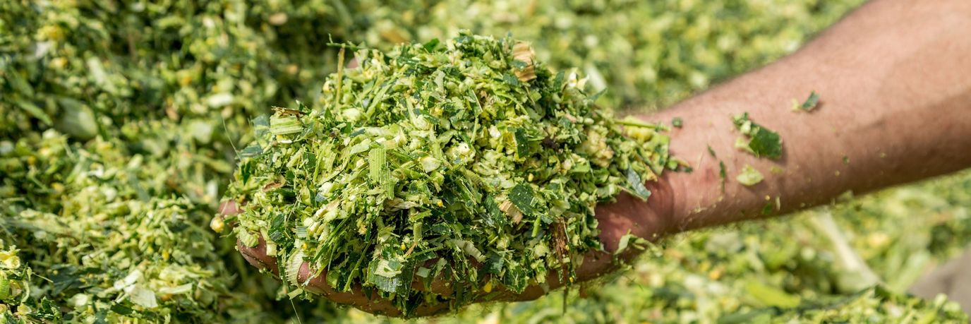 КОНСЕРВАНТЫ