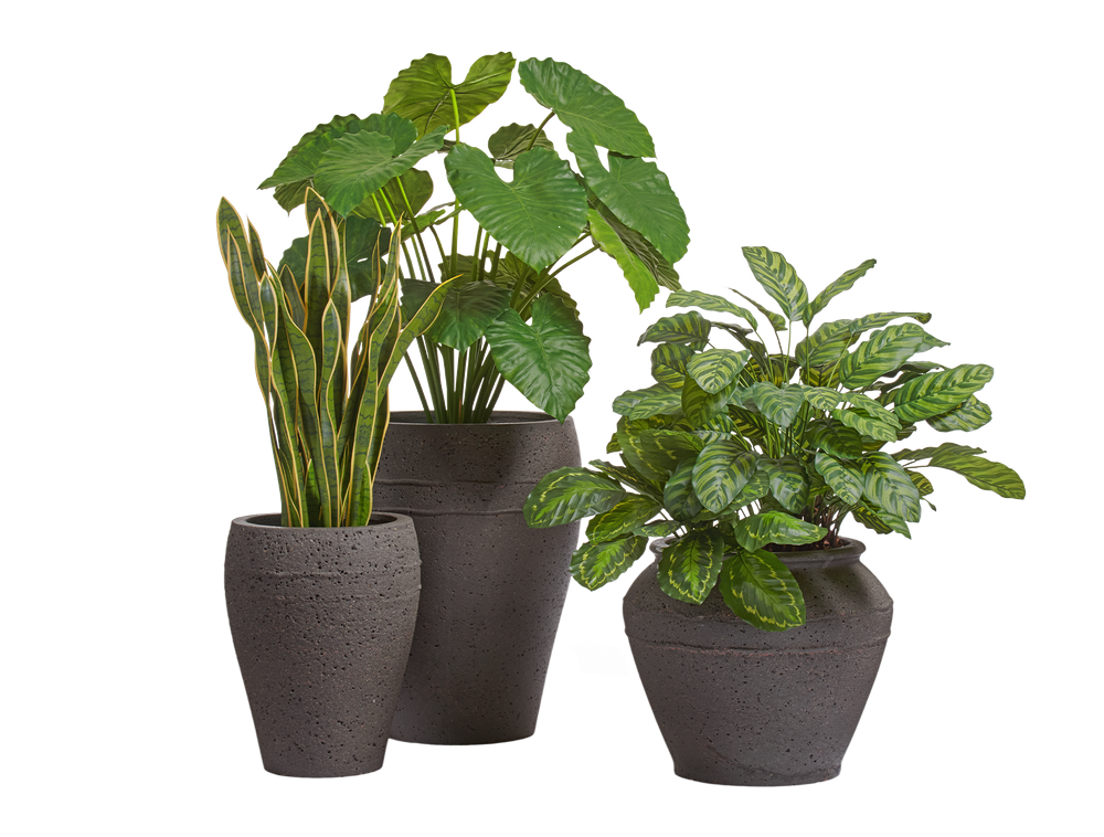 Композиция с Алоказией и Калатеей в кашпо Treez Ergo Nero