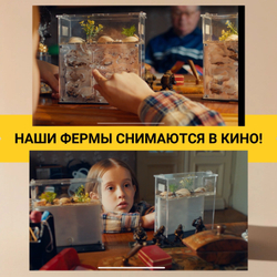 Муравьиная ферма с муравьями в подарок «Древесная»