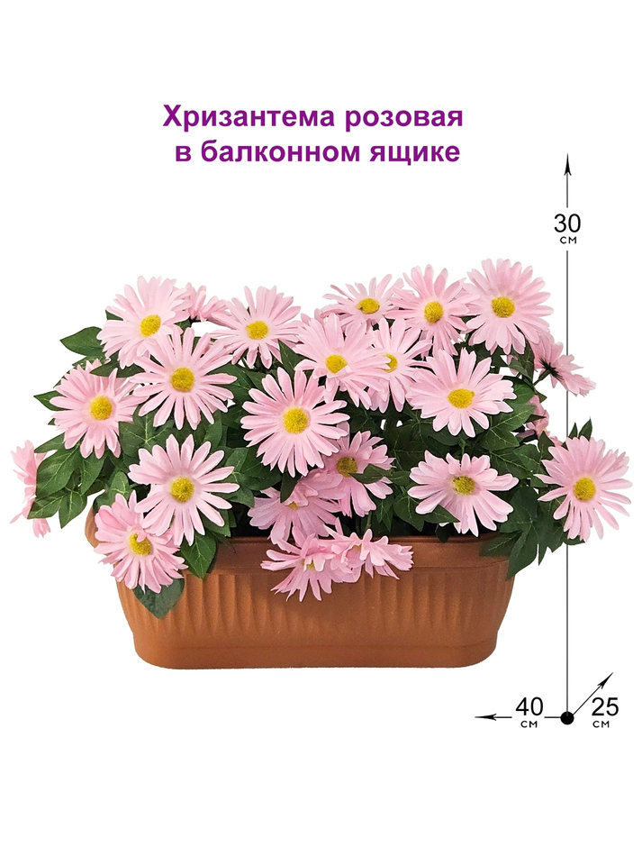 Хризантема розовая в балконном ящике