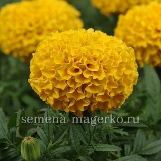 Бархатцы прямостоячие Антигуа Голд F1   100 семян