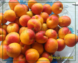 Абрикос ранний (название условное)
