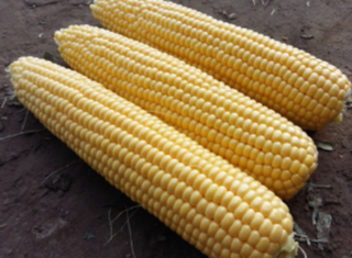 Кукуруза сахарная Фаерстар F1 5000 (семян)